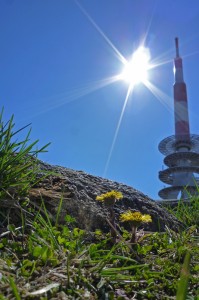 brocken-blume