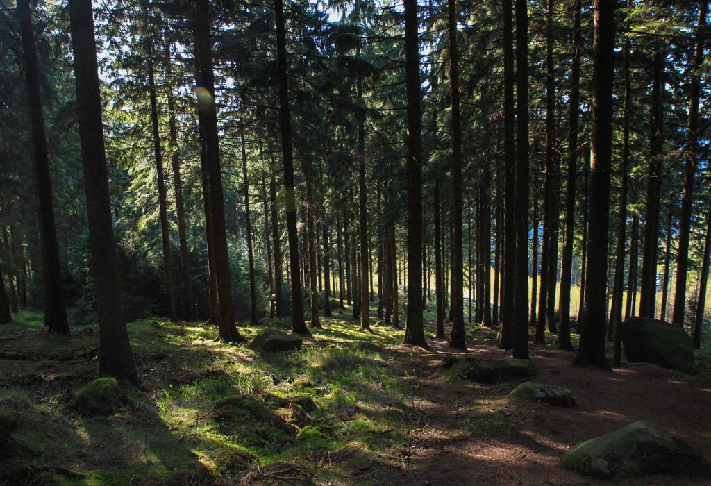 waldweg stempelstelle