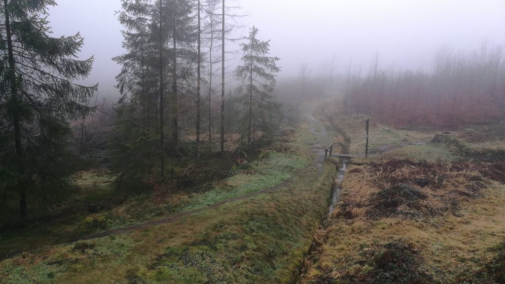 buchenwald am hexenstieg